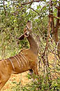 Greater Kudu Chobe